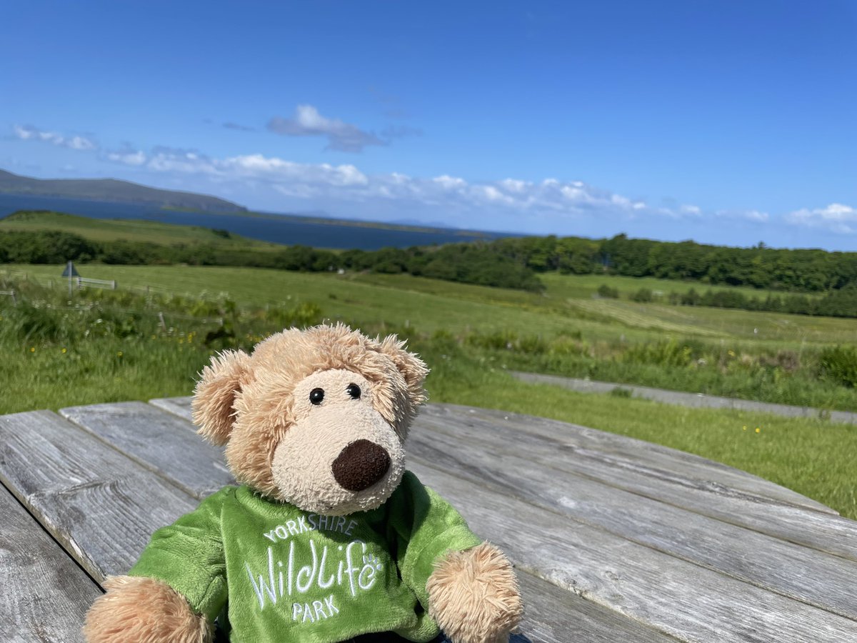 AltheBear3's tweet photo. Yesterday we went on the Applecross road which was scary so I hid in the bag all day! Today we went back to beautiful Skye. First we enjoyed lovely views on the Waternish peninsula and then off to Fairy Pools and the pretty waterfalls. @VisitSkye #skye #fairypools @VisitWaternish https://t.co/VYXsuuQz7R