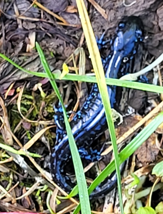 OCDSB Outdoor Centres (@ocdsboec) on Twitter photo Grade 1 students from <a href="/ManotickPS/">Manotick PS</a> found this blue-spotted #salamander while looking for dragonflies during their <a href="/OCDSBoec/">OCDSB Outdoor Centres</a> "Needs of Living Things " program. Students, volunteers and staff were very excited to hear the cicadas start calling. <a href="/OCDSB/">OCDSB</a> Grade 1 students from <a href="/ManotickPS/">Manotick PS</a> found this blue-spotted #salamander while looking for dragonflies during their <a href="/OCDSBoec/">OCDSB Outdoor Centres</a> "Needs of Living Things " program. Students, volunteers and staff were very excited to hear the cicadas start calling. <a href="/OCDSB/">OCDSB</a>