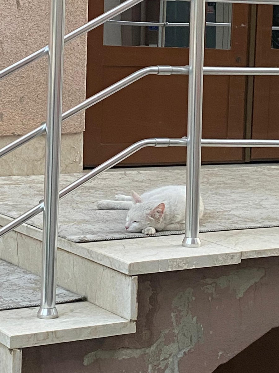 irooslke's tweet photo. Finaller ve sıcaklar üst üste gelince benim mood https://t.co/cwP89RslYz