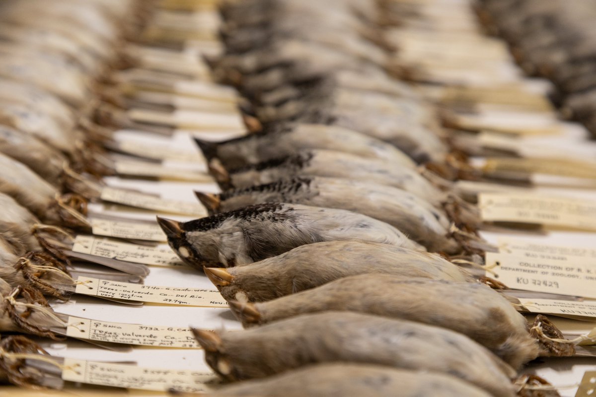 KU Natural History Museum tweet media