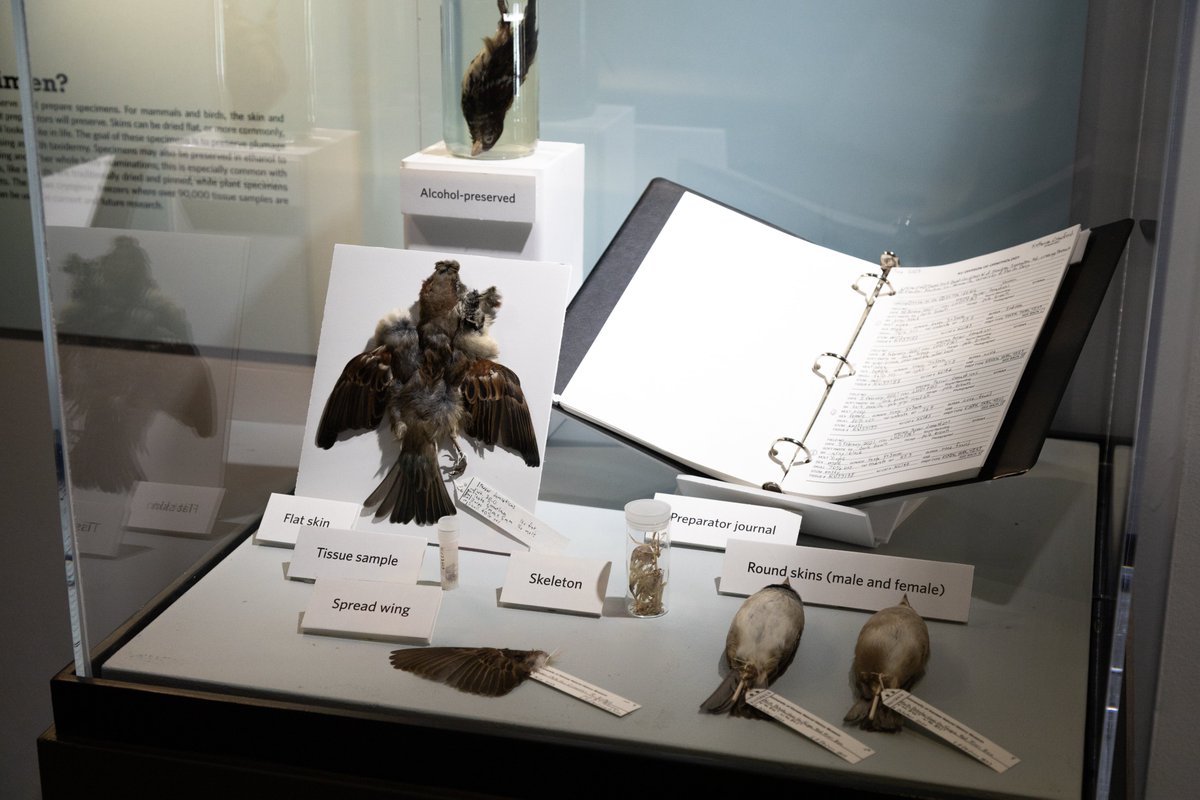 KU Natural History Museum (@kunhm) on Twitter photo Why do natural history museums collect specimens? 🐦⬛
Discover the answer to this question in the new temporary exhibit created by <a href="/KUbiology/">KU Biology</a> Ph.D student Katherine Crawford! The exhibit examines evolutionary changes using house sparrows collected over the last 100 years. Why do natural history museums collect specimens? 🐦⬛
Discover the answer to this question in the new temporary exhibit created by <a href="/KUbiology/">KU Biology</a> Ph.D student Katherine Crawford! The exhibit examines evolutionary changes using house sparrows collected over the last 100 years.