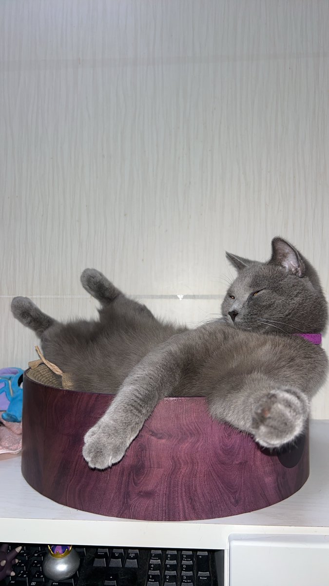 sebasu_g's tweet photo. シャルトリューの寝相は芸術👏
#猫 #シャルトリュー https://t.co/qZISCDHNJ9