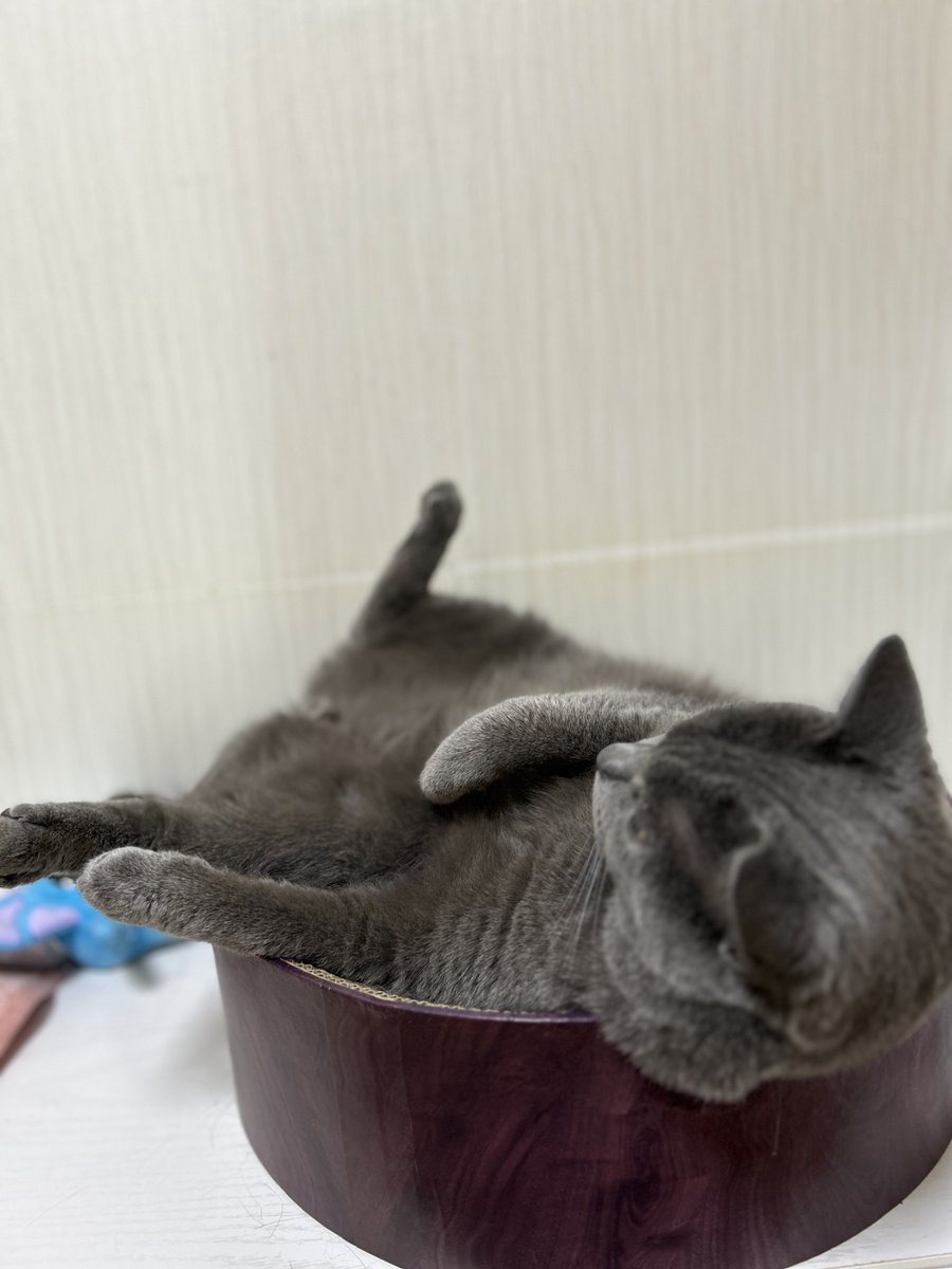sebasu_g's tweet photo. シャルトリューの寝相は芸術👏
#猫 #シャルトリュー https://t.co/qZISCDHNJ9