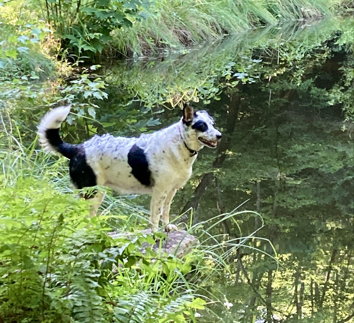plotthound123's tweet image. Lyla at the pond this morning.