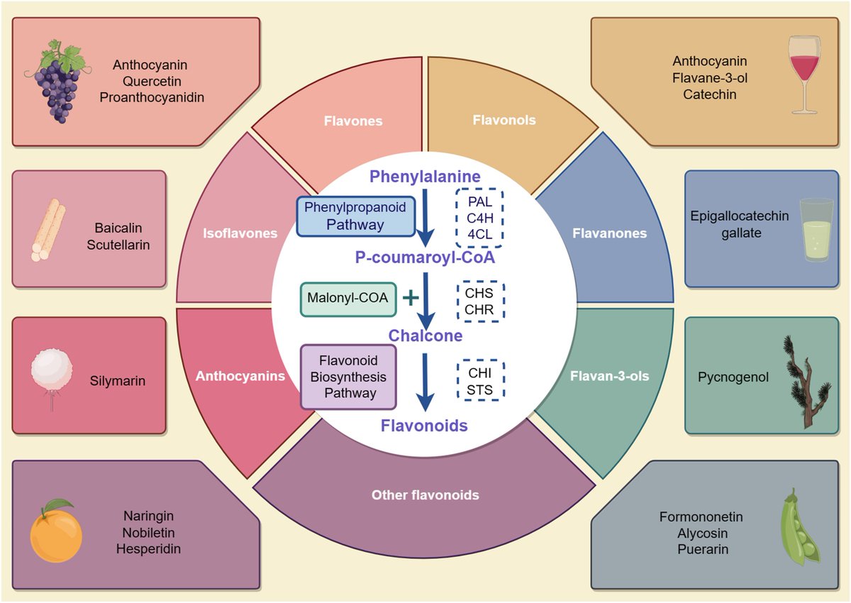 heniek_htw's tweet image. Flavonoids: Potential therapeutic agents for #cardiovascular disease
sciencedirect.com/science/articl…