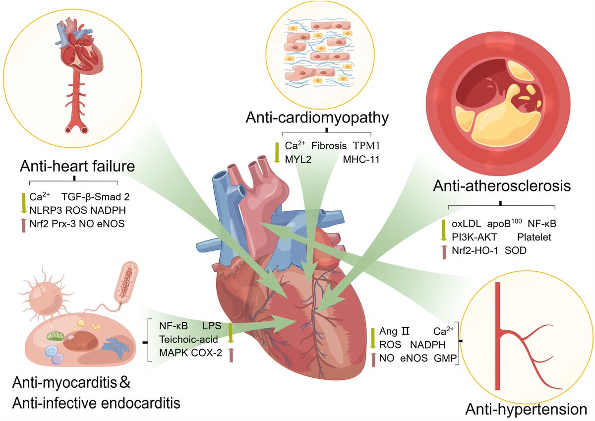 heniek_htw's tweet image. Effects of #flavonoids on #cardiovascular disease