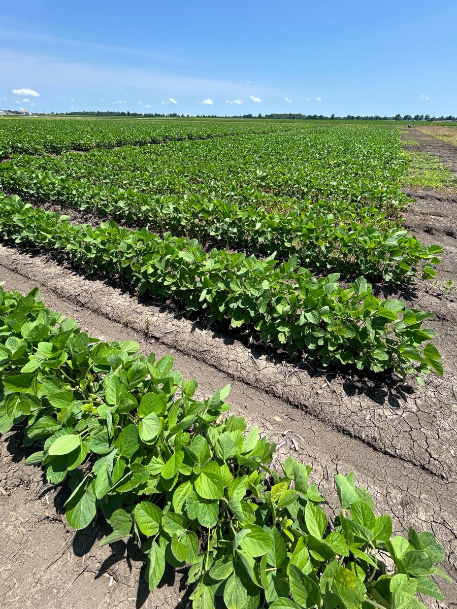 Delta Research & Extension Center tweet media