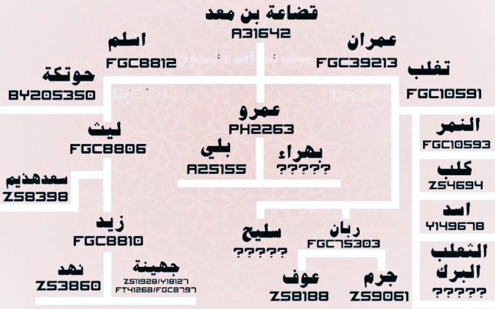 <a href="/3mk_lufy/">الفتَّاك لغيبر 💯</a> @a811v <a href="/o3_9/">Zeed.</a> @muteab888 <a href="/fajr123445/">فجري نصار بن فجري العازمي</a> بحسب الاحاديث الشريفة ومصادر التاريخ والجغرافيا وعلم الجينات↓
لا خولان ولا المهرة ولا بنو زيد من قضاعة

قبائل #قضاعة_بن_معد همـ↓
١- أسلم قضاعة على التحور #FCG8812
←اشهرهم نهد وجهينة
٢- عمرو قضاعة على التحور  #PH2263
←اشهرهم بلي
٣- عمران قضاعة على التحور #FGC39212
←اشهرهم جرم