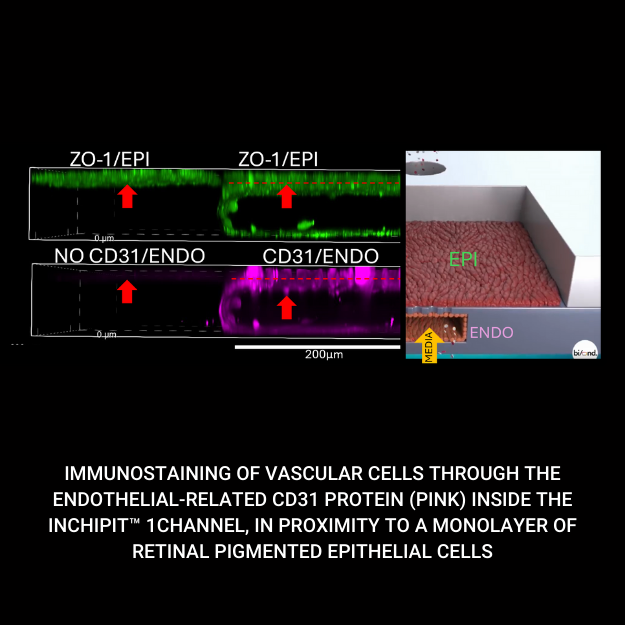 🚀Exciting News! Bi/ond's inCHIPit™ microfluidic system presented at EuroOOC!

Davide Carta, from Queen Mary University of London, will present his latest results enabled by Bi/ond's inCHIPit™ at the EUROoCS conference July 3rd, 17:15 -17:35

#gobiond #eurooocs