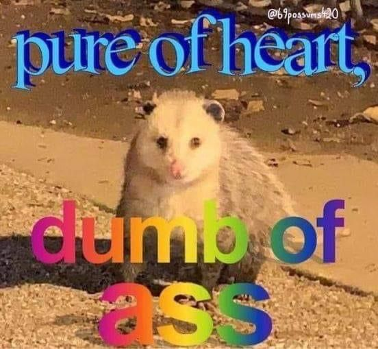 ShowYourCat's tweet image. 