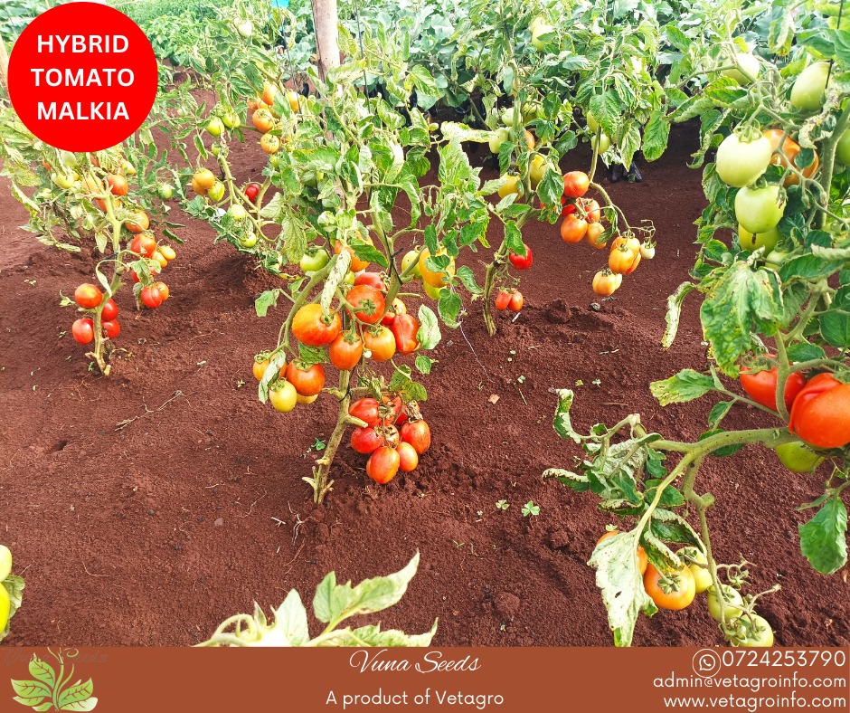 Griffatonseeds's tweet photo. Order our Hybrid Tomato Malkia F1 seeds today from any agrovet near you or our office.
For assistance or more information, call at 0724253790
#seeds #farmingkenya #foodsecurity #agriscopeafrica #topqualityseed https://t.co/p8RRaiiylD