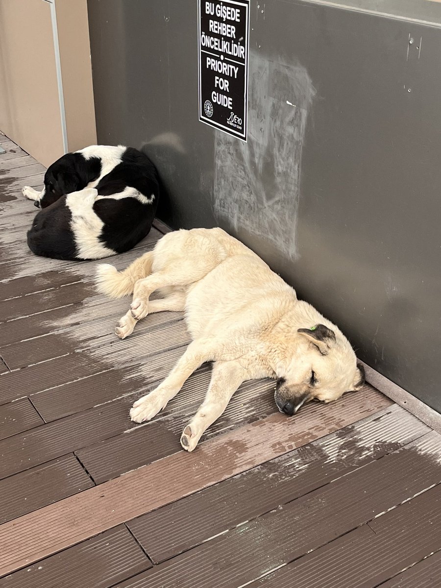 「全トルコきもちよさそうに眠る犬猫選手権なら参加できるかも(旅行中の) 」|なが月のイラスト
