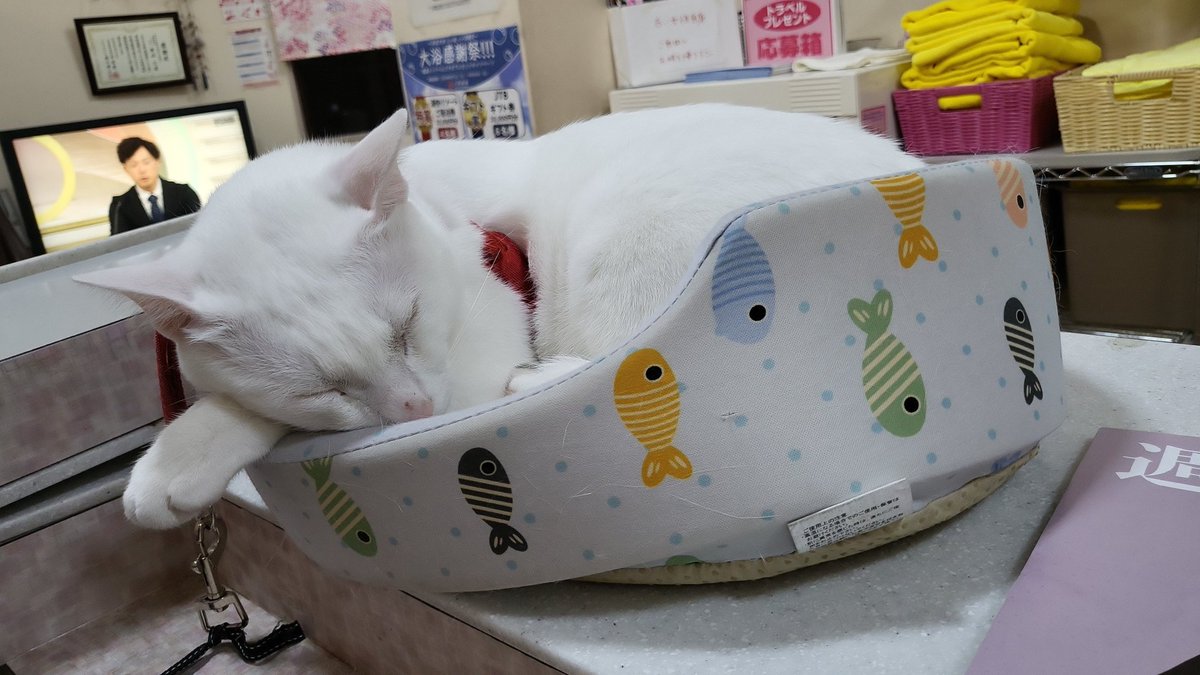 FukakusaOnsen's tweet photo. #全日本きもちよさそうに眠るねこ選手権 https://t.co/Vpg9OgvfBz