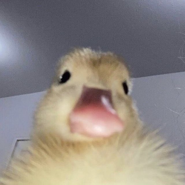 내 프로필에 있는 내 오리