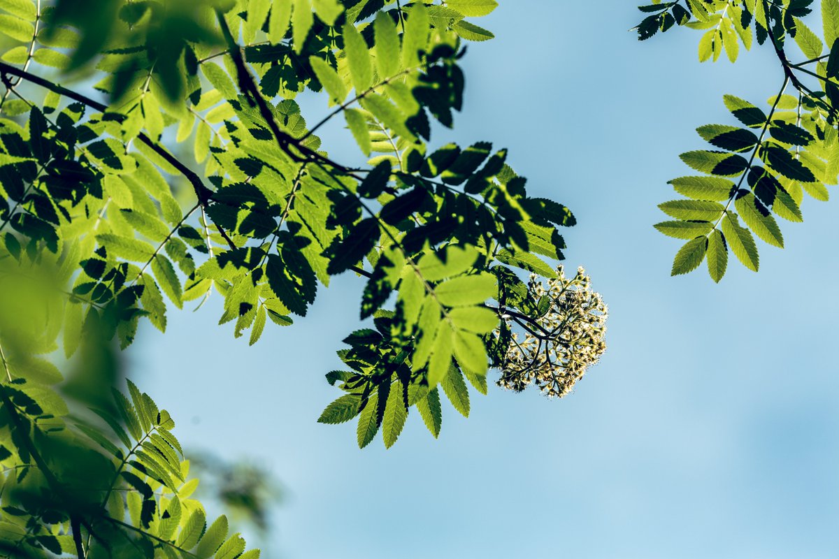 Crown Tree Consultancy tweet media