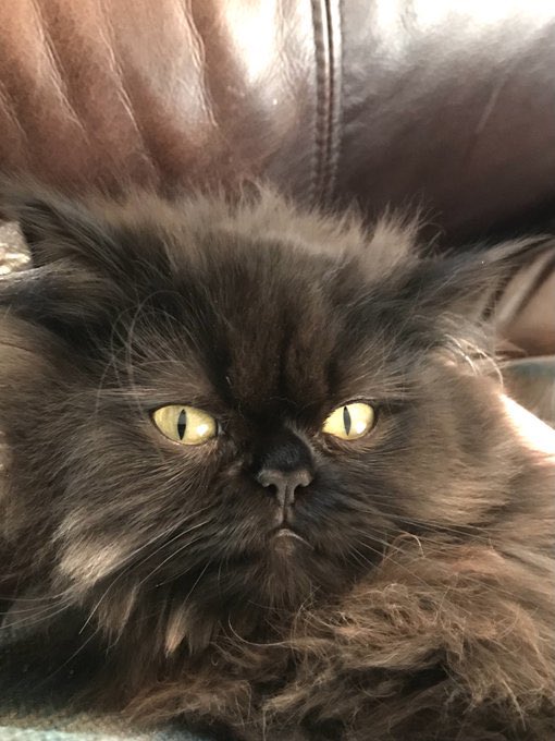 DomainDoris's tweet photo. @scrag_cat @AMAZlNGNATURE #GrumpFace ๐ ๐น๐น https://t.co/JG5VeKQKBZ