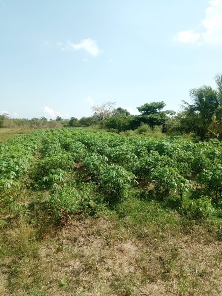 “La siembra va porque va”. gemar.transnet.cu/es/content/la-… <a href="/MitransCuba/">Ministerio del Transporte de Cuba</a> #CultivaTuPedacito <a href="/cdr_cuba/">CDR de Cuba</a>