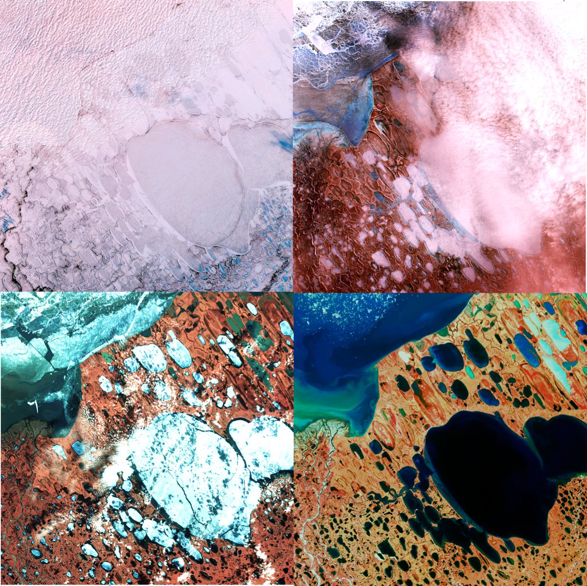 ESA_EarthOnline's tweet photo. Observe seasonal #ice melt in this sequence of @CNES #SPOT5 images over #Alaska's Teshekpuk Lake from 16 May to 5 July 2015. Teshekpuk, Arctic Alaska's largest lake, is part of a productive and sensitive #wetland ecosystem, home to diverse #ArcticWildlife. Unfortunately, it's threatened by saltwater contamination from disappearing sea ice.
Towards the end of the SPOT-4 and SPOT-5 missions, the 'Take5' experiment moved the satellites to a lower orbit for a 5-day repeat cycle, matching the (then) future Copernicus Sentinel-2 revisit rate. SPOT-5 captured images of 145 locations every 5 days from 8 April to 31 August 2015.
Details:
Resolution: HR (5 - 20 m)
Wavelength: VIS (0.40 - 0.75 µm), NIR (0.75 - 1.30 µm), SWIR (1.3 - 3.0 µm)
Data access:
https://t.co/DJE4E9mdbK
📷@AirbusDS