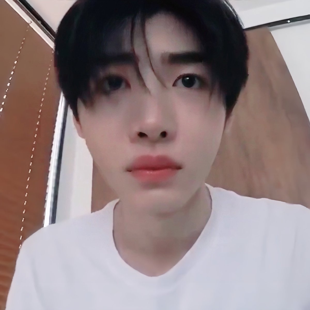 ม๋าขาวแท้มีใบเกิด 🐶