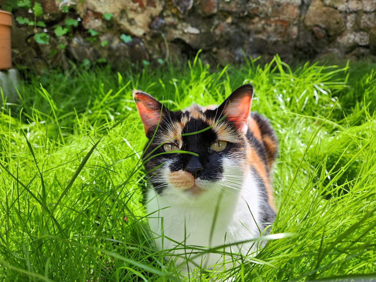 Alec Meer is not really here tweet media