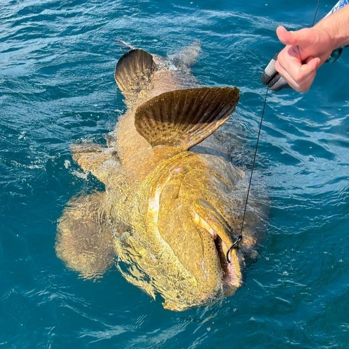 Bigangler's tweet photo. #FishingReport 6/4/24
Today was a breeze! Two 5-hour shark trips: released 3 sharks (12ft dusky, 8-9ft sandbar, 10ft bull) on the first, plus Bonitas and Jack Caravelles. Second trip: small shark, big Goliath grouper, and another 10ft shark. Epic day! https://t.co/VBm6Q3pW9p