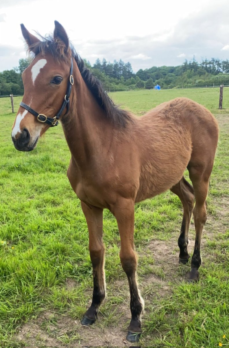 This time next week, our <a href="/coolmorestud/">Coolmore</a> Walk In The Park filly out of our Prince Gibraltar mare Daemon Diamond should have lost her winter coat.
She is shooting up and out every day in this glorious weather <a href="/Lisnagarpaddock/">Lisa Pyne</a>