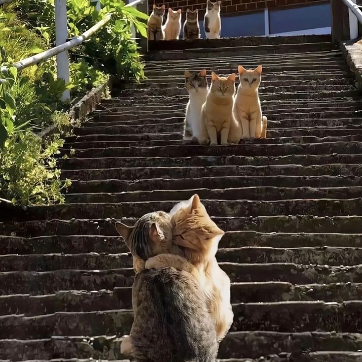 PunchingCat's tweet image. 