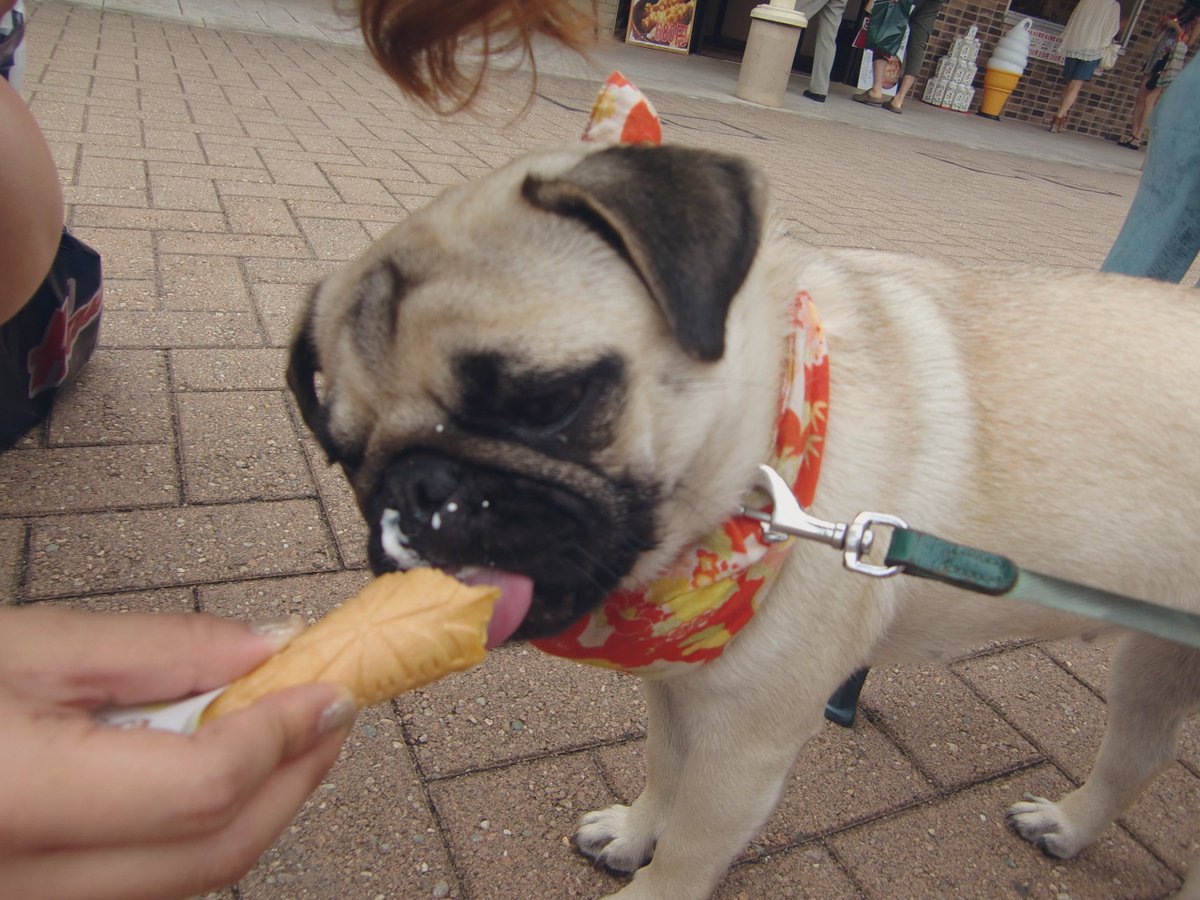 6/6、今日はあんずちゃんのお誕生日でした
もし生きてたら13歳の年でした🌸
天国でケーキ食べていてほしいな