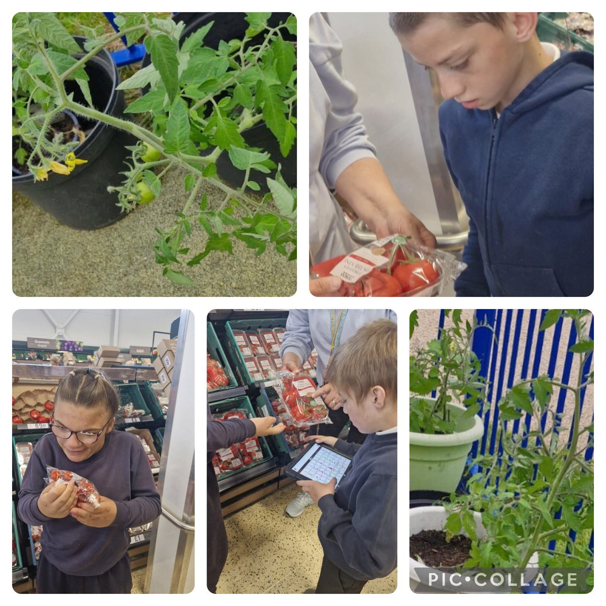 TirMorfa's tweet photo. #ytmAlwen have been learning about the healthy tomato this week in the run up to Healthy Eating Week 2024. We wonder how long until we can serve a tomato salad from our own tomato plants? #ytmhwellb #ytmsctech #ytmhum https://t.co/ifjJ53PG7g