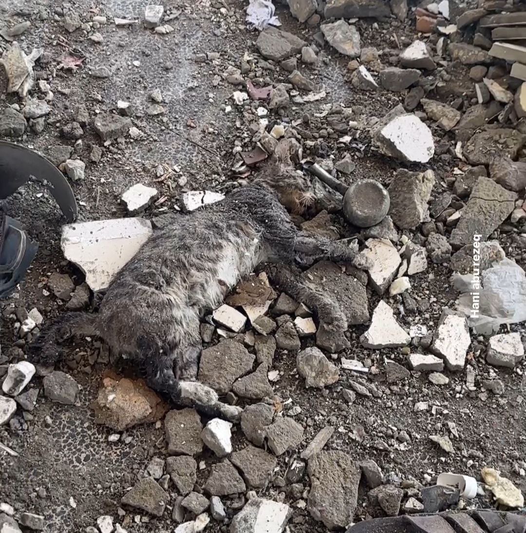 Timesofgaza's tweet photo. lsrael targets all life in Gaza. https://t.co/4mnsvkwZp2