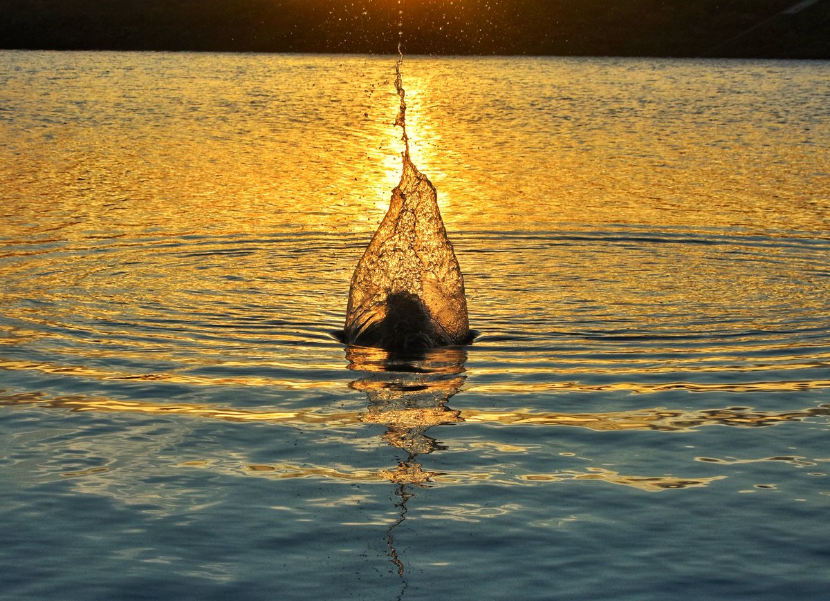 #YaQueLluevaPara tomar fotos chidas del amanecer - atardecer con agua en las presas <a href="/YODEBUENAS/">Miguel Barrientos Mx</a> <a href="/YoAmoLa99/">AmoLa99 💙🎶📻 #YoAmoLa99</a> <a href="/Guirnalda18/">🦋👑 Princesa bendecida 👑🦋</a> <a href="/ErennChU/">𝓔𝓻𝓮𝓷 𝓒𝓱𝓪𝓿𝓮𝔃 ★🔥</a> <a href="/FabiolaPpinzon/">Fabiola Piña</a> @