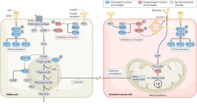 NatureRevEndo's tweet image. New content online: Diabetes mellitus in patients with acromegaly: pathophysiology, clinical challenges and management dlvr.it/T7w7zB