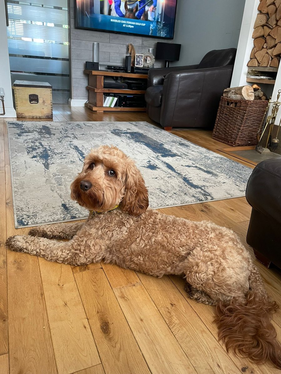 ServiceDogsUK's tweet photo. Introducing Freddy, he just wants to be your best friend! ๐พ
He is representing the @RoyalAirForce for our #TopDogChallenge!
Freddy is friendly and playful, he loves to cuddle up on the sofa!
Take a look at Freddy out and about!
Support Freddy ๐ https://t.co/TNBsHGe1Sz https://t.co/yYRFFbBM2F