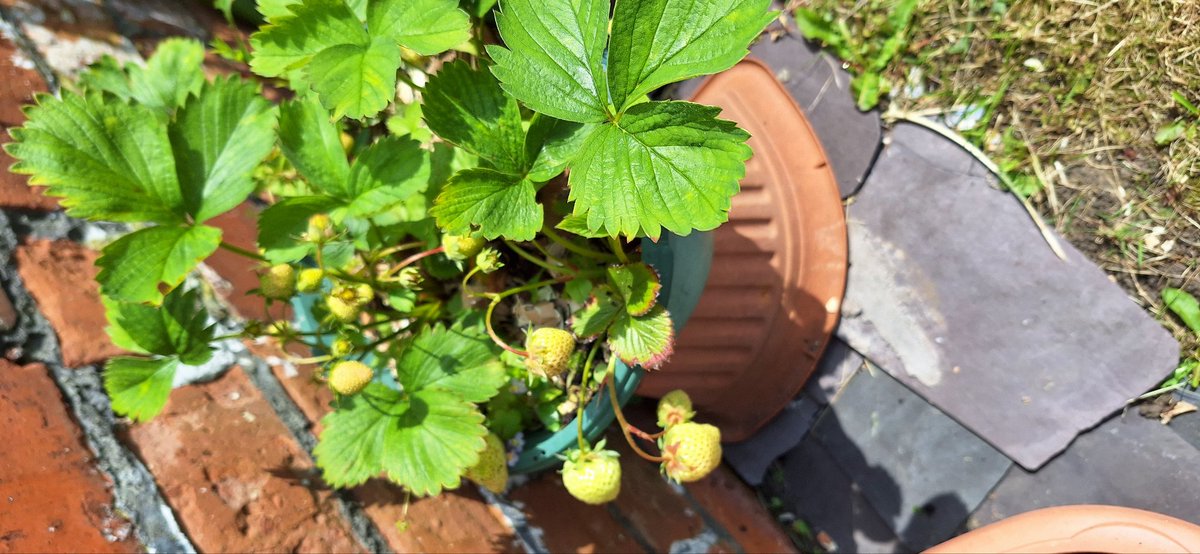 coombes_angie's tweet photo. First afternoon off in a while #invigilating & #petsitting #walking 😻🐾🐕
Nansi happy this morning playing with her ball 🐾🐕!
Sat in garden, not overly warm but pleasant.
Happy with my #potatoes 🥔 & #strawberries 🍓 😋
Rescued a tiny little snail 🐌 from my water fountain too https://t.co/zgbv9lNg4Y