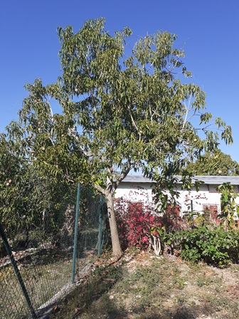 OctavioPrimaria's tweet photo. En el centro se aprovechan las tierras cultivables para la producción de alimentos ya los mangos están casi de cosecha @CarloscOlmo @dmesantaclaravc @liemodpe @FarinaEstevez @LienMons @Yamilet50088609 @SaerySerrano @DiazCanelB @elsa_ena @DiazCanelB @CubaMined https://t.co/a13GlsBSzG
