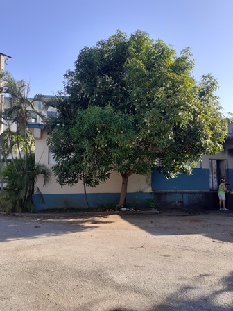 OctavioPrimaria's tweet photo. En el centro se aprovechan las tierras cultivables para la producción de alimentos ya los mangos están casi de cosecha @CarloscOlmo @dmesantaclaravc @liemodpe @FarinaEstevez @LienMons @Yamilet50088609 @SaerySerrano @DiazCanelB @elsa_ena @DiazCanelB @CubaMined https://t.co/a13GlsBSzG