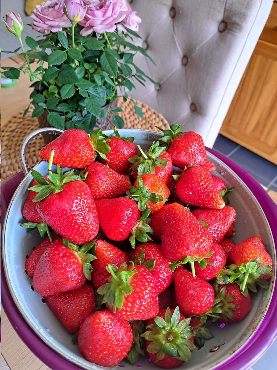 ถึงเวลาของสตอเบอรี่​อังกฤษที่จะช่วงชิงTLของท่าน หลังจากพ่ายแพ้​ทุเรียน​ปราจีน​มาเกือบสองเดือนเต็ม​ หลังจากวันนี้หน้าจอท่านจะเป็นสีแดง​ โปรดเตรียม​ตัวรับผลกรรมที่ท่านกระทำต่อคนไกลบ้านทุกคน​ โลละ160บาทมีที่ไหน​ ไซต์​ขนาดเกือบเท่าแอปเปิ้ล​ รสหวานปานน้ำตาลเมืองเพชร​ #ได้เวลาเอาคืน