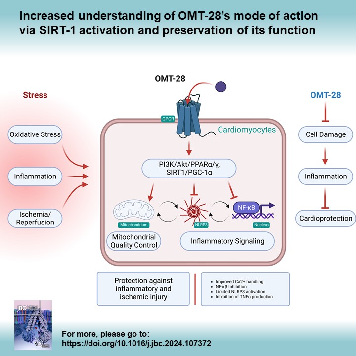 omeicos's tweet photo. 🆕 In-depth mechanistic insights into the cardioprotective properties of  our clinical program OMT-28 out in JBC! 
https://t.co/65c5x7Y3p8

OMT-28 increases #SIRT1 activity. https://t.co/SIQXHHWudH