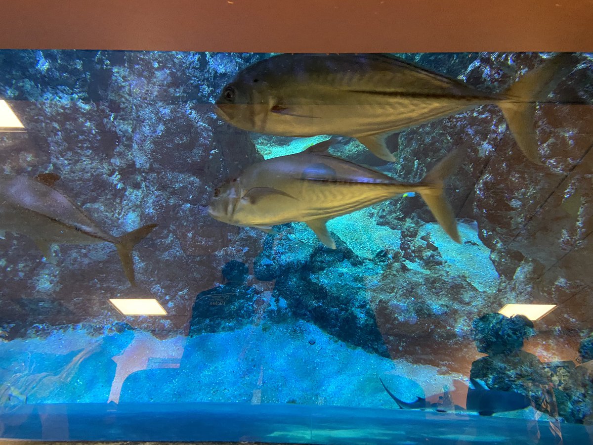 1️⃣5️⃣ CPC et CPD #EAC et #EDD réunis à <a href="/Oceanopolis_/">Océanopolis Brest</a> pour construire une culture commune académique 1er degré au service de l’objectif du 💯% EAC. Un lieu inspirant pour tisser des liens 🔗entre culture scientifique, éducation artistique et culturelle et au dév. durable🐟 🦑🪼