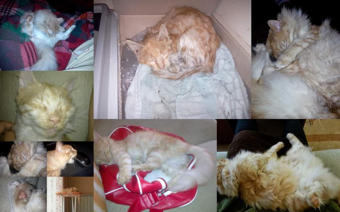 Въй 2...още една годишнина днес... 11 години откакто прибрах косматия хайван от улицата:
#космиилибоф