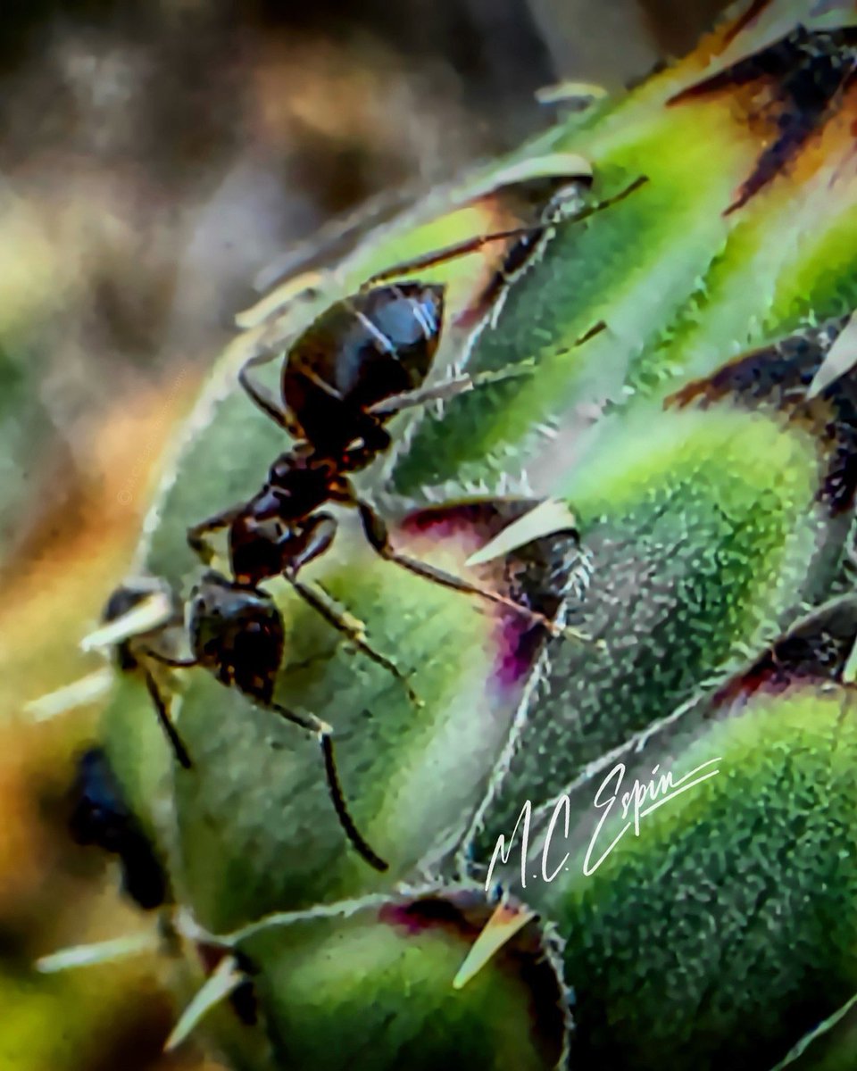 EspinMc's tweet photo. How Big is the Small!!
By MªCarmen Espín.
Todas las imágenes M. Carmen Espín, 2024.Todos los derechos reservados.
All images M. Carmen Espín, 2024. All rights reserved.
#_macroart #macro 
#touch_of_mysticalbeauty #illustrious_art #dof_brilliance
#flora_addict #dof_of_our_world https://t.co/oAPKTgsBaT