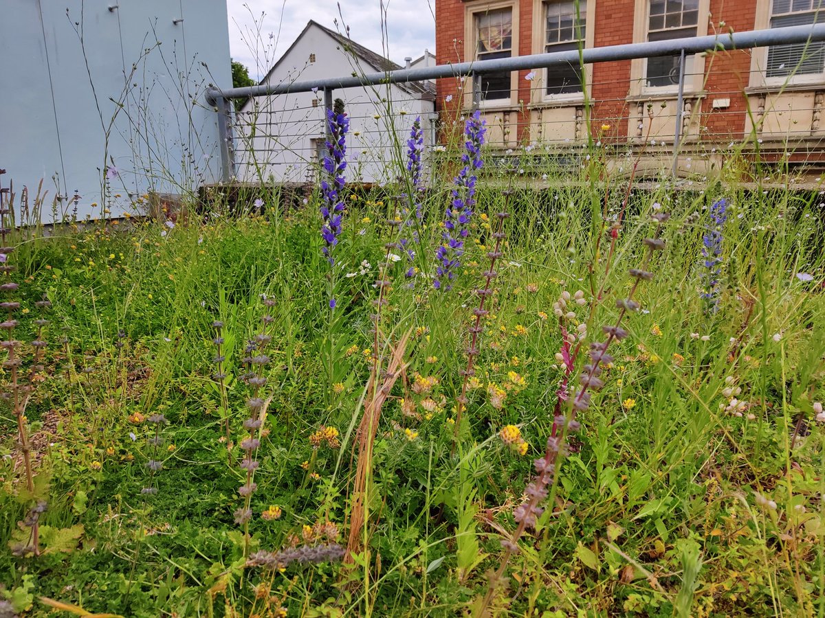 Fran Rolfe tweet media