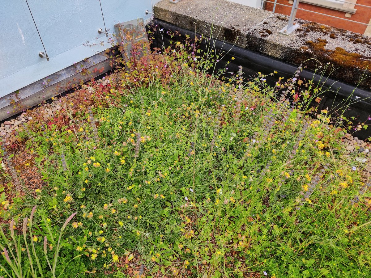 Fran Rolfe (@frolfey) on Twitter photo Just popped into the @EnvCentr for a sneak peak at the biodiverse extensive roof. designed by <a href="/ecoschemes/">Gary Grant</a> planted by <a href="/CelticWildflow1/">Celtic Wildflowers</a> it's 3 years old 😁 <a href="/WGRD2024/">World Green Roof Day</a> #WGRD2024 Just popped into the @EnvCentr for a sneak peak at the biodiverse extensive roof. designed by <a href="/ecoschemes/">Gary Grant</a> planted by <a href="/CelticWildflow1/">Celtic Wildflowers</a> it's 3 years old 😁 <a href="/WGRD2024/">World Green Roof Day</a> #WGRD2024