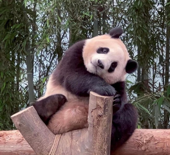 panda__bao's tweet photo. 푸야🐼🤍 옆방 판다친구 얘기 잘 들어주고 https://t.co/fU4djQV94D