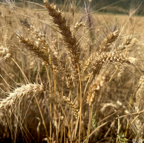 Durum 🇪🇸satoa -24 lastataan Andalusiassa. Espanjan durum - vehnä sadon arvioidaan nousevan 900000 tonniin, 62 % 3v. keskiarvoa korkeammaksi. Mm. Ranskan sadon laadun epävarmuudesta johtuen Espanja ottanee ainakin satokauden alussa markkinaosuutta.