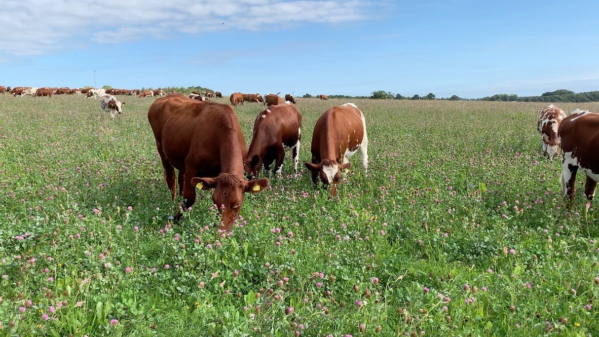 Hemsworth Farm (@hemsworthfarm) on Twitter photo 