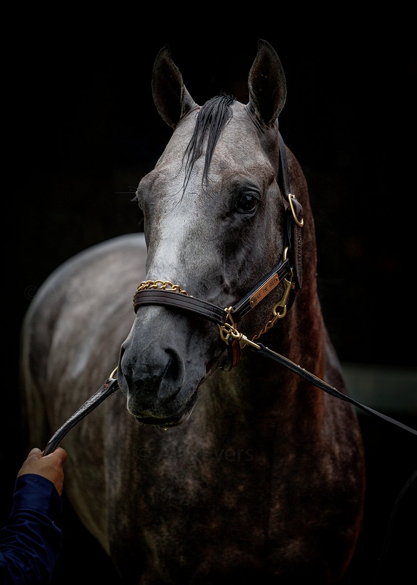 Preakness Stakes winner Seize the Grey in portrait at Saratoga on the Thursday morning before the Belmont Stakes. #BelmontStakes
