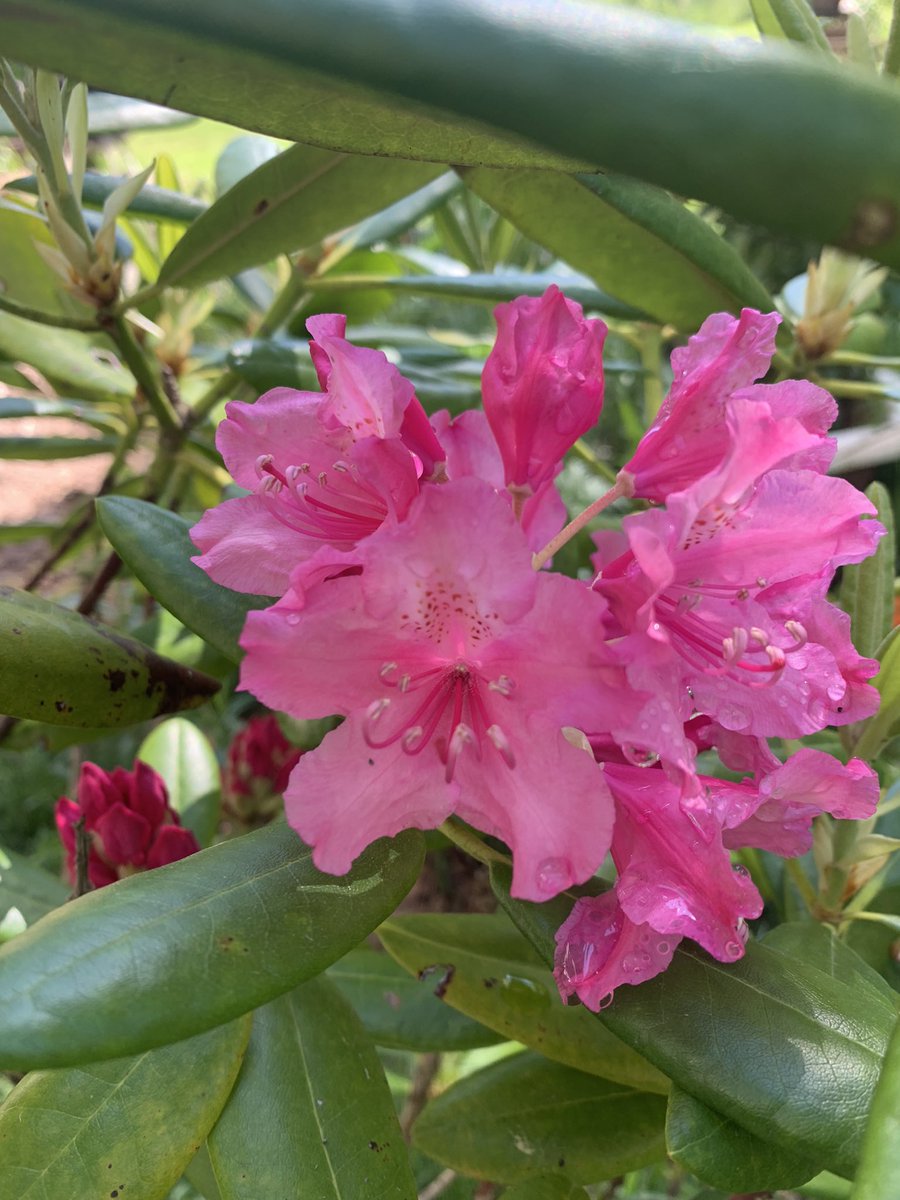 deepgreendesign's tweet photo. Rhododendron just bloomed.
#Siknikt #Chignecto #BayOfFundy https://t.co/IYoaiB5jNk
