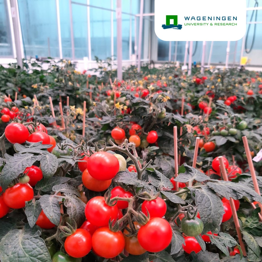 🚀We are excited to support the 4th Autonomous Greenhouse Challenge by <a href="/WUR/">Wageningen U&R</a>, kicking off today! This year, teams from around the globe are harnessing AI for sustainable vegetable production, focusing on dwarf tomatoes and validating insects on sticky traps. #GreenhouseChallenge