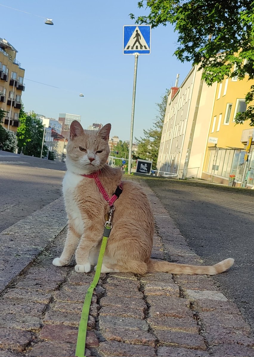 kissanelamaa's tweet photo. What can I say... I'm a ladies man ๐๐ฝ๐ป๐น
Notice the paw ๐ฝ๐พ
Nice #Pawwork
๐งต4/ https://t.co/aT8EyVWicc